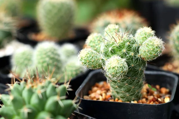 Tropikal güzel kaktüs