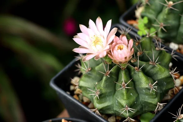 Tropikal güzel kaktüs
