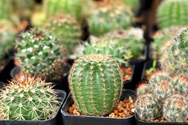 Vackra Kaktus Tropiska — Stockfoto
