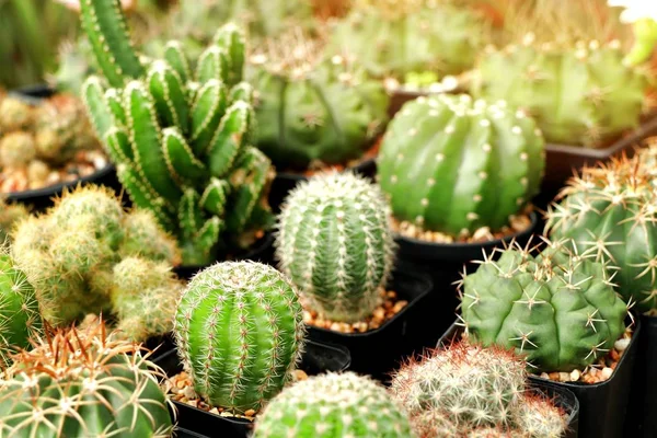 Beautiful Cactus Tropical — Stock Photo, Image