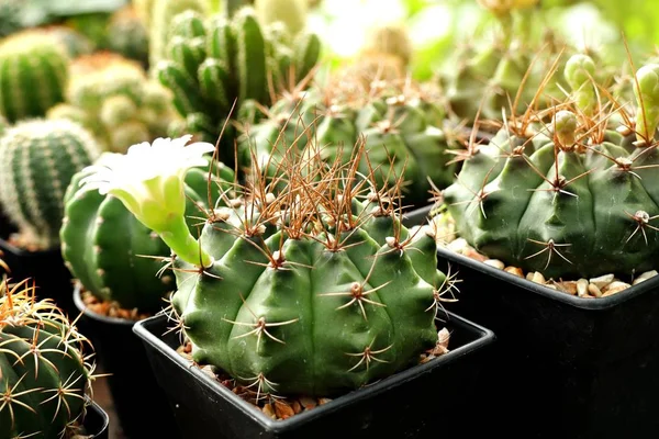 Gyönyörű Kaktusz Trópusi — Stock Fotó