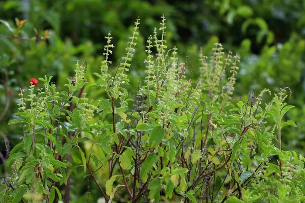 basil plant in garden