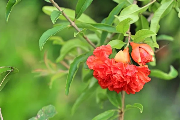 Pomegranate flower in tropical
