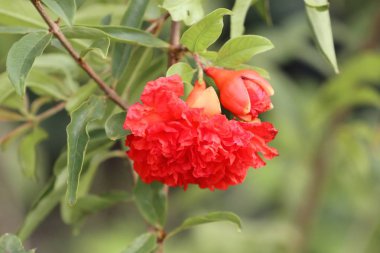 Tropikal nar çiçeği