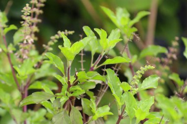 fesleğen bitki Bahçe