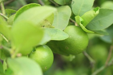 limon ağacı içinde tropikal