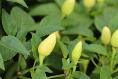 Bahçe içinde Chili biber