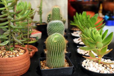 Tropikal güzel kaktüs