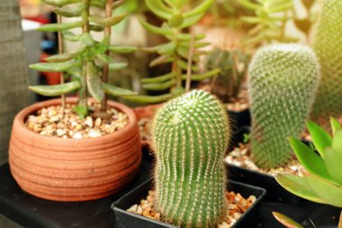 Tropikal güzel kaktüs