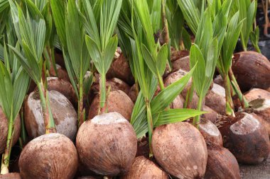 Hindistan cevizi ağacı filizleri