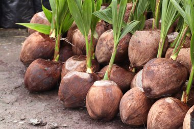 Hindistan cevizi ağacı filizleri