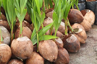 Hindistan cevizi ağacı filizleri