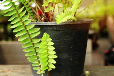 Tropikal yeşil eğreltiotu