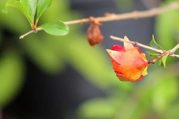 Granatapfelblüte Tropischen — Stockfoto