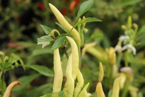 Chiles Jardín — Foto de Stock