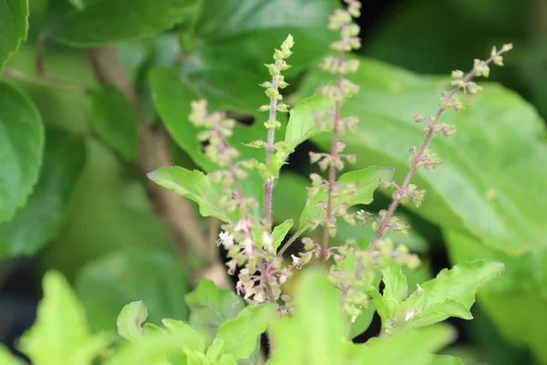 庭のバジルの植物 — ストック写真