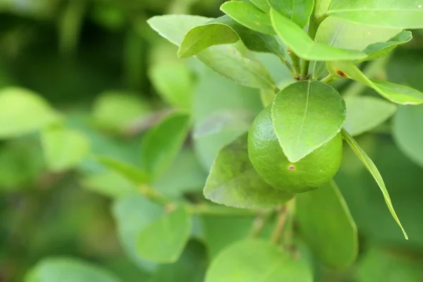 Árbol Limones Tropical —  Fotos de Stock