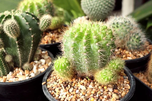 Beautiful Cactus Tropical — Stock Photo, Image