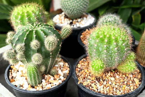 Bellissimo Cactus Tropicale — Foto Stock