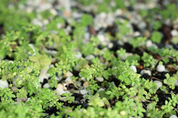 Planta Träd Marken — Stockfoto