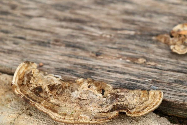 Gedroogde Paddestoelen Houten — Stockfoto