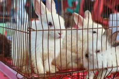 Beyaz tavşan Market