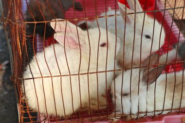 Beyaz tavşan Market