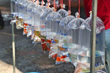 İçinde belgili tanımlık çarşı güzel Japon balığı