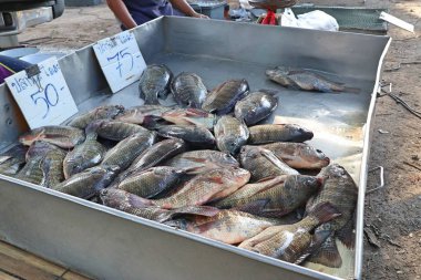Pazarda taze balık.