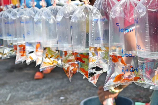 Ikan Mas Yang Indah Pasar — Stok Foto