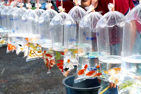 Beau Poisson Rouge Sur Marché — Photo