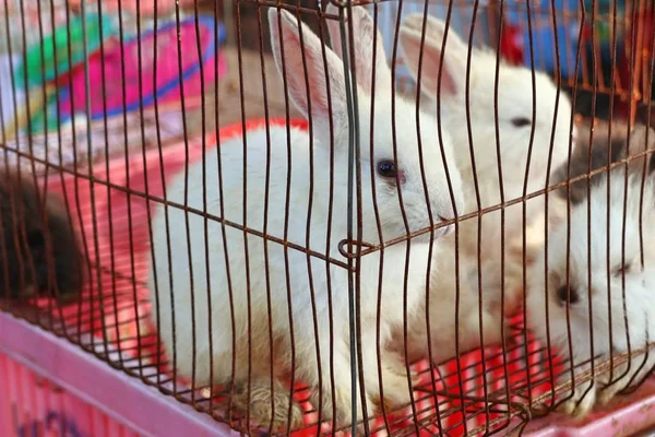 Conejo Blanco Mercado — Foto de Stock