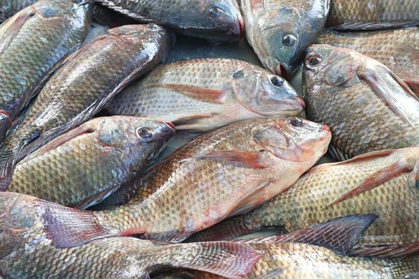 Pescado Fresco Mercado —  Fotos de Stock