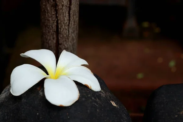 Тропические Цветы Белого Франжипани — стоковое фото