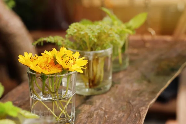 Daisy Flowers Vase — Stock Photo, Image