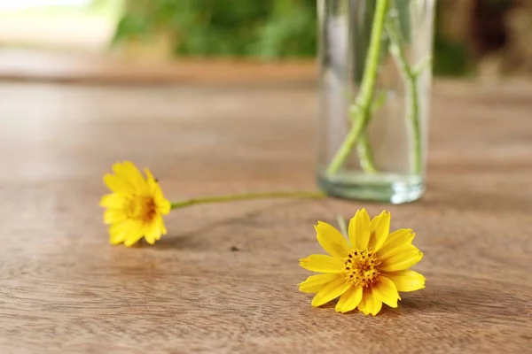 Daisy Bloemen Vaas — Stockfoto