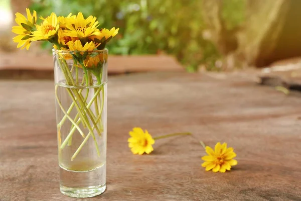 Daisy Flowers Vase — Stock Photo, Image