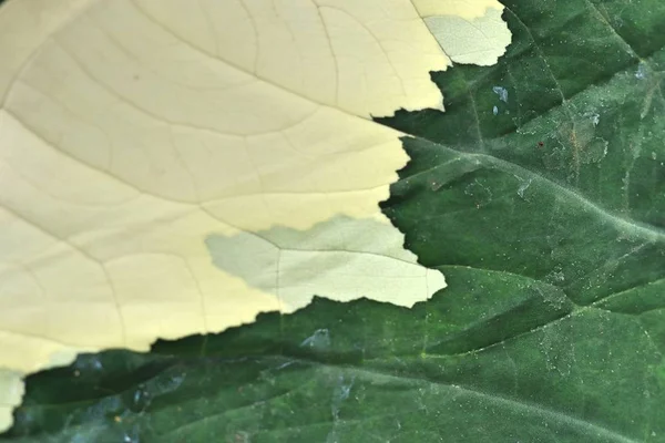 Sfondo Modello Foglia Verde — Foto Stock