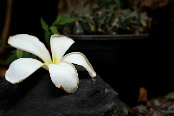 Tropische Blumen Weiße Frangipani — Stockfoto