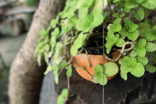 Planta Menta Naturaleza —  Fotos de Stock