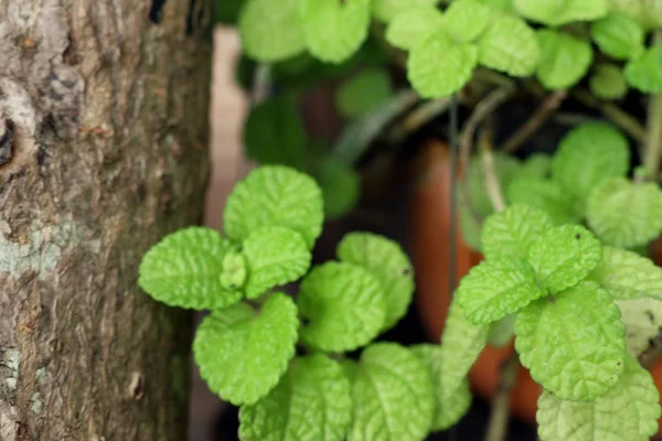 Peppermint Plant Nature — Stock Photo, Image