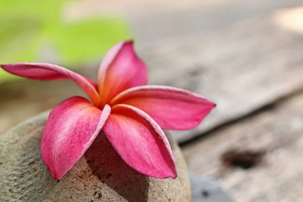 Flores Tropicais Rosa Frangipani — Fotografia de Stock