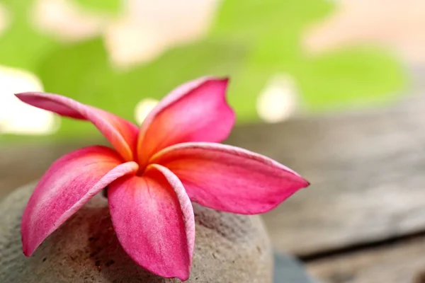 Tropiska Blommor Rosa Frangipani — Stockfoto