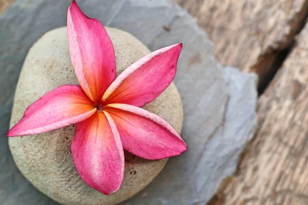 Tropische Bloemen Roze Frangipani — Stockfoto