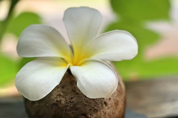 Tropik Çiçekler Beyaz Frangipani — Stok fotoğraf