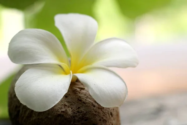 Fleurs Tropicales Frangipani Blanc — Photo