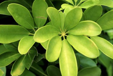 İçinde tropikal yeşil yaprakları