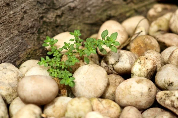 Groen Ontkiemen Plant Met Steen — Stockfoto