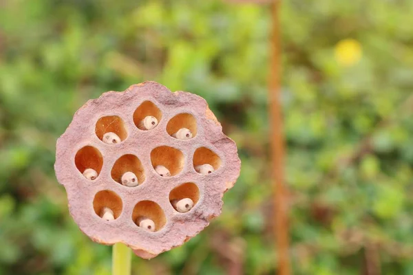 Kurutulmuş Lotus Tohum Tropikal — Stok fotoğraf