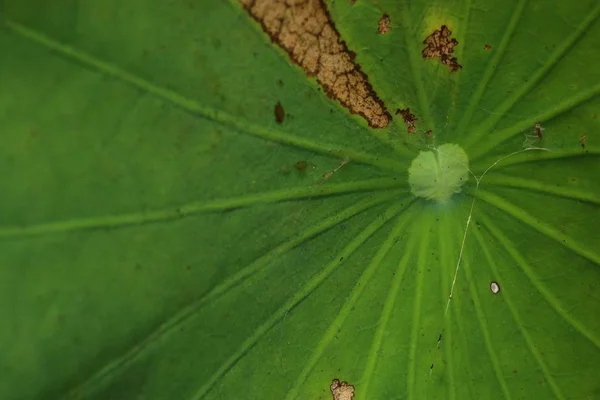 Sfondo Foglia Loto Verde — Foto Stock